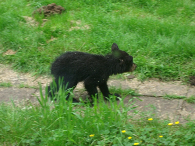 Bear Cub, July 2010