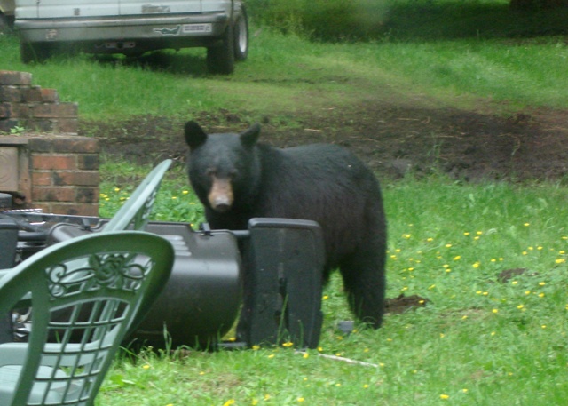 Mother Bear, July 2010