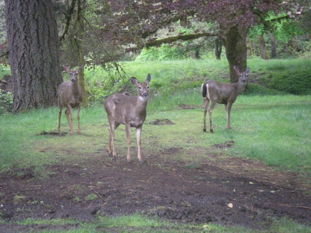 Deer, May 2010