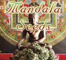 Mandala Seeds.